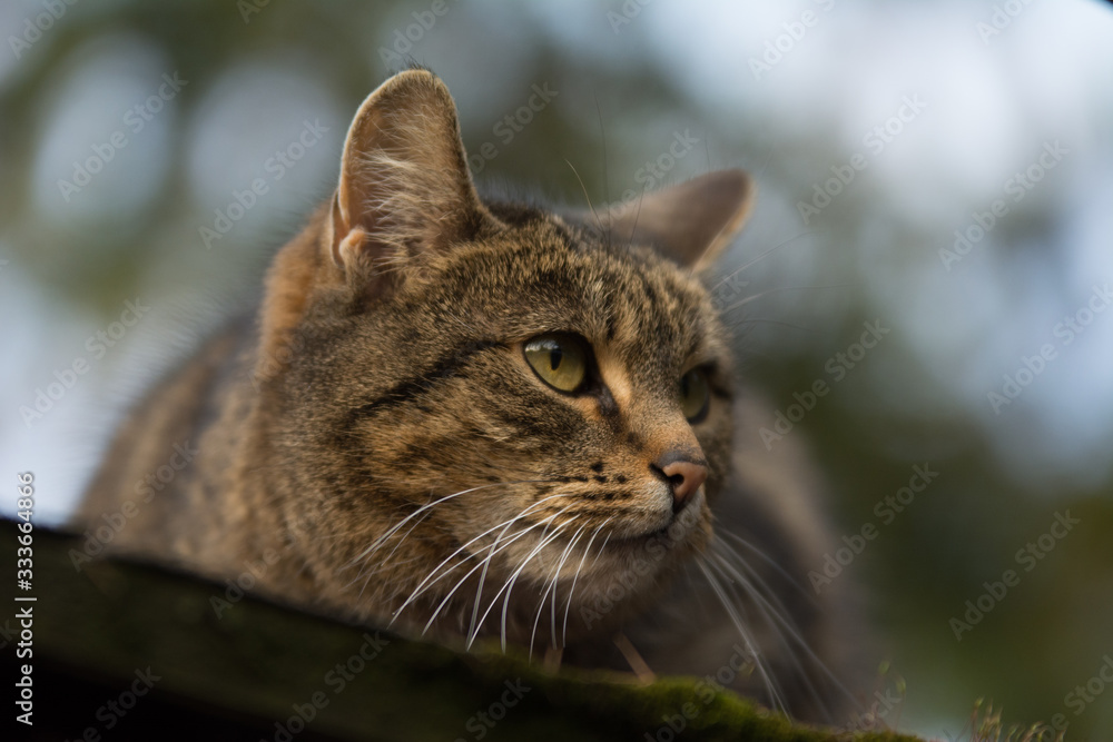 Close-up of a sprayed tabby cat with incision scar on her ear watching something
