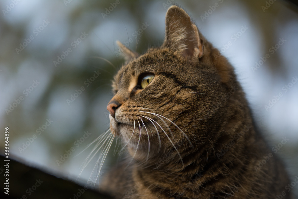 Close-up of a grey striped tabby cat looking left Close-up of a grey striped tabby cat looking left