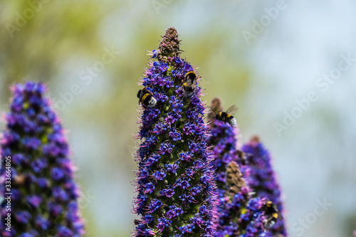 Several bumblebees on purple flower with a flying bumblebee in the background