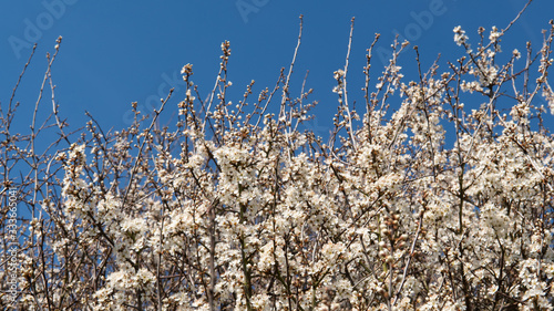 Looking at top of Cherry Plum tree (also known as prunus cerasifera), twigs with flowers. Blue sky. Spring in Essex in England. Template photo. Panorama. Selective focus.