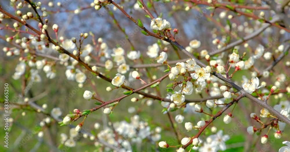 Branch with beautiful white Spring Cherry Flowers on Tree. Nature scene with flowering sakura on blossom background. Botanical bloom concept. Blooming backdrop