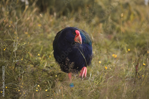Tekahe South Island takahē or notornis, is a flightless bird indigenous to New Zealand, and the largest living member of the rail family. thought extinct now critically endangered