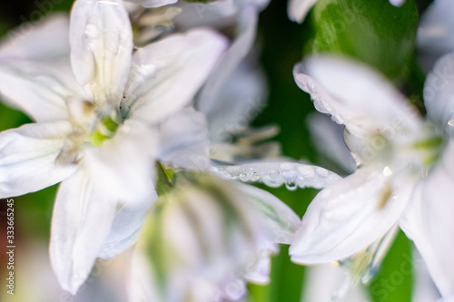 Macro shot of hyacinth flower on white background © Santassita