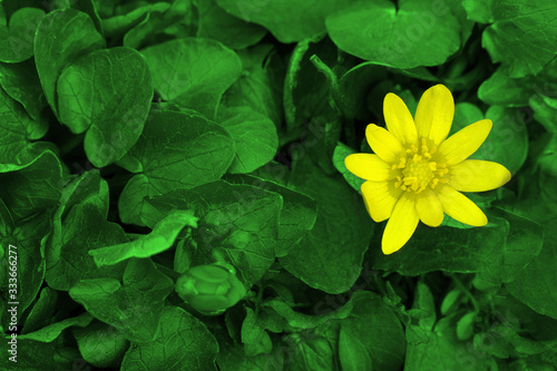 Yellow flower and fresh green plants, top view © Anton_Lutsenko