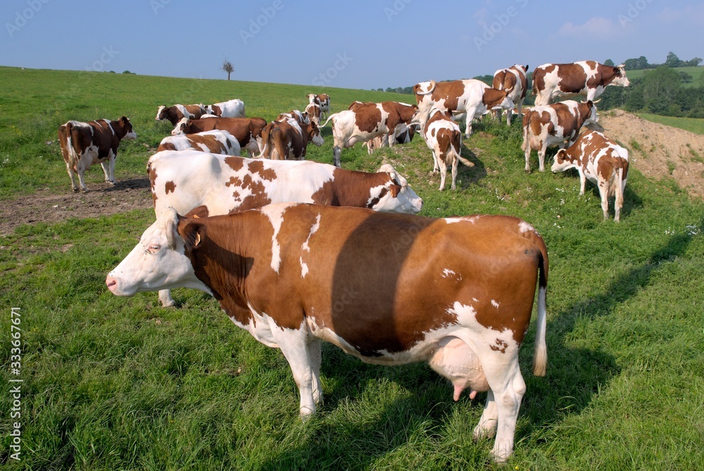 Troupeau vaches race montbéliarde au pré