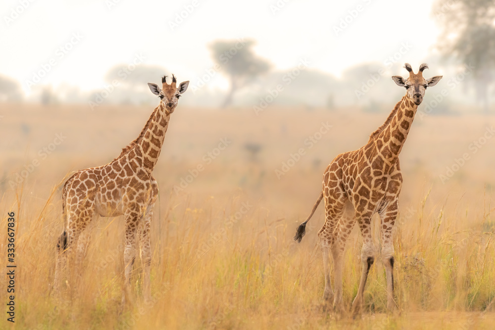 Obraz premium Two baby Rothschild's giraffe ( Giraffa camelopardalis rothschildi) in a beautiful light at sunrise, Murchison Falls National Park, Uganda.