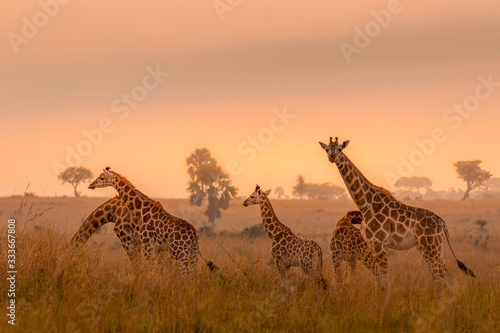 A tower Rothschild's giraffe ( Giraffa camelopardalis rothschildi) in a beautiful light at sunrise, Murchison Falls National Park, Uganda.