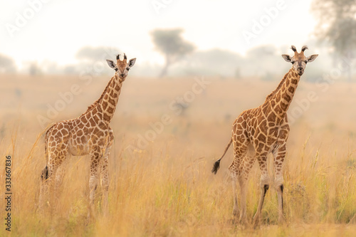 Two baby Rothschild s giraffe   Giraffa camelopardalis rothschildi  in a beautiful light at sunrise  Murchison Falls National Park  Uganda.