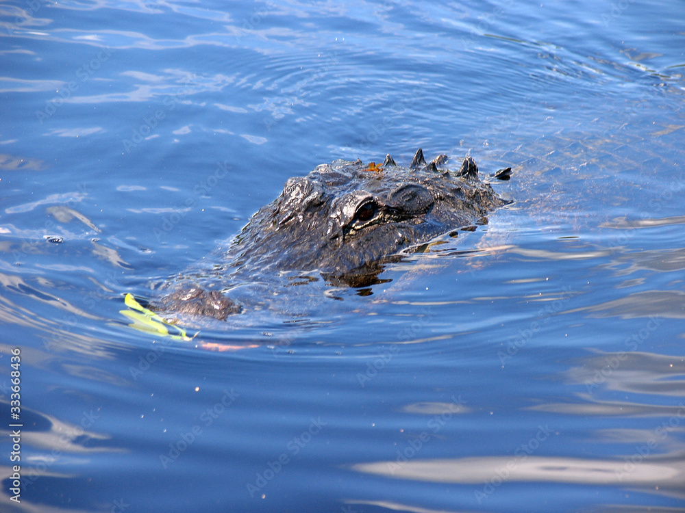 Everglades, Touring, Airboat, Alligator, Fish, Animals, Copeland, Florida, United States Everglades, Touring, Airboat, Alligator, Fish, Animals, Copeland, Florida, United States