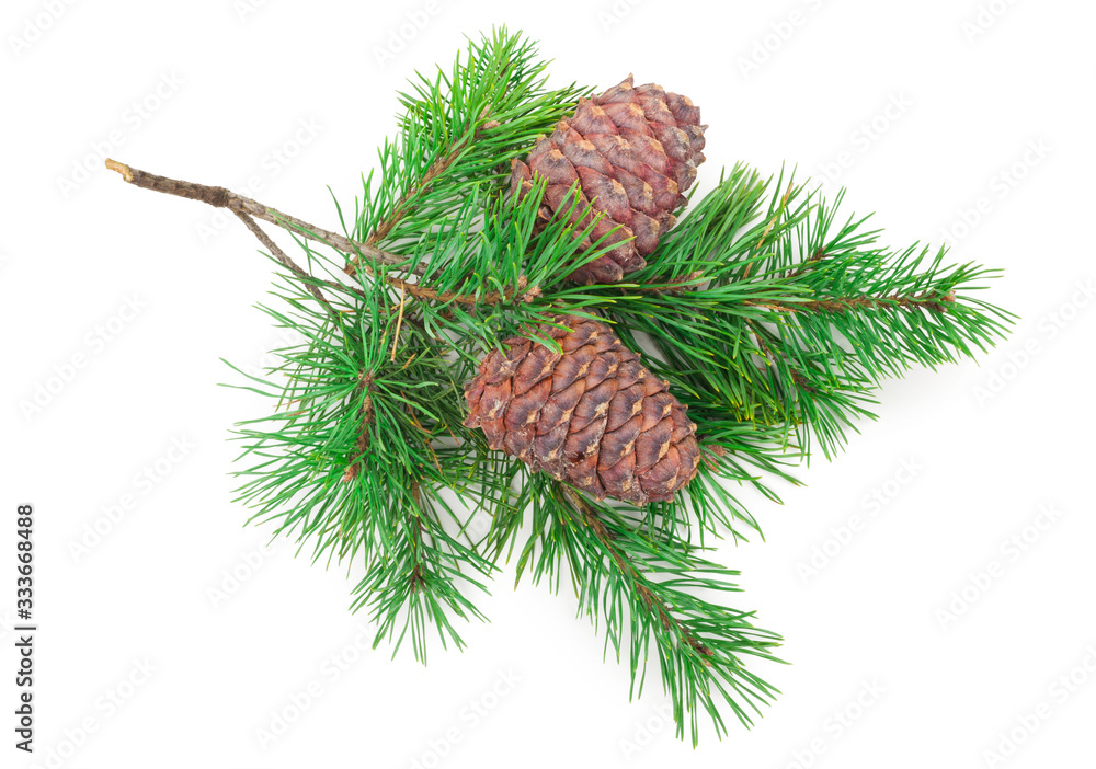 Fototapeta premium Cedar cones with branch on white