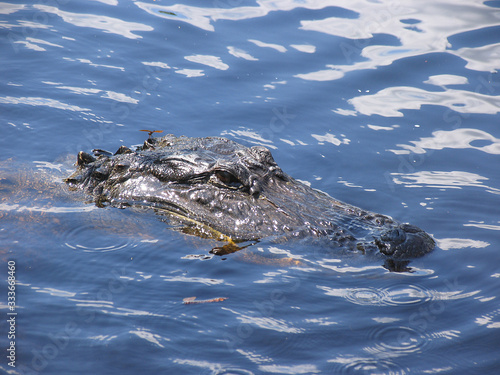Everglades, Touring, Airboat, Alligator, Fish, Animals, Copeland, Florida, United States © Klaus Nowottnick