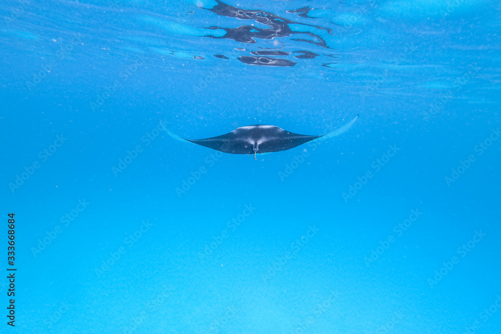 Giant oceanic manta ray, Manta Birostris ,hovering in blue ocean on Maldives islands. Giant oceanic manta ray, Manta Birostris ,hovering in blue ocean on Maldives islands.