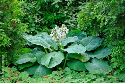 Majestic hosta with blue leaves 