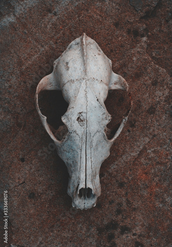 Dog skull © Ирина Шемшура