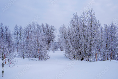 snow covered trees © марина кадырова