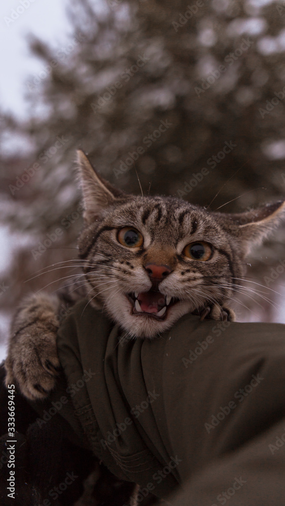 cat cat