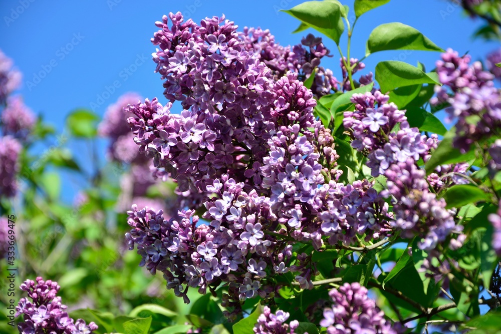 Lilac bush in the garden on the background of the blue sky close-up Lilac bush in the garden on the background of the blue sky close-up