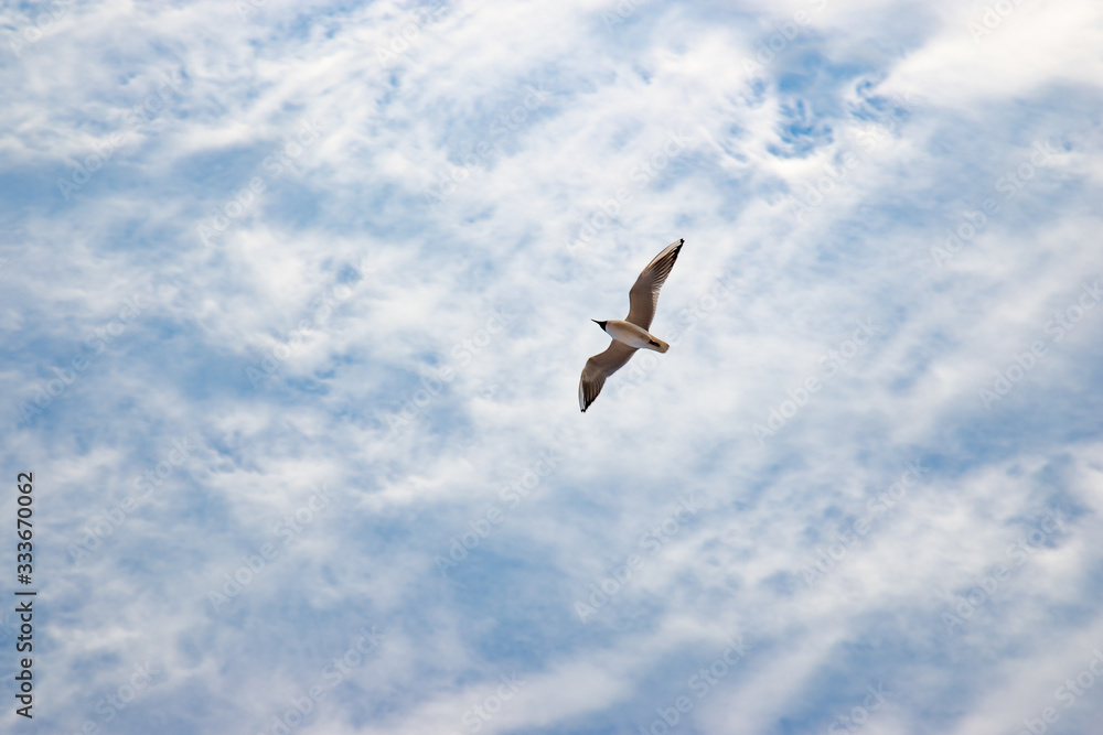 A flying seagull in the blue cloudy sky