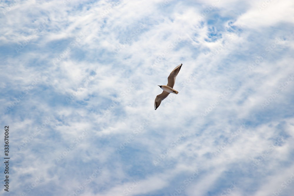 A flying seagull in the blue cloudy sky A flying seagull in the blue cloudy sky