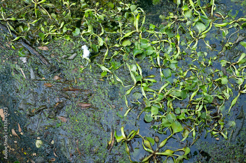 Common water hyacinth floating on the surface of dirty river with plastic garbage