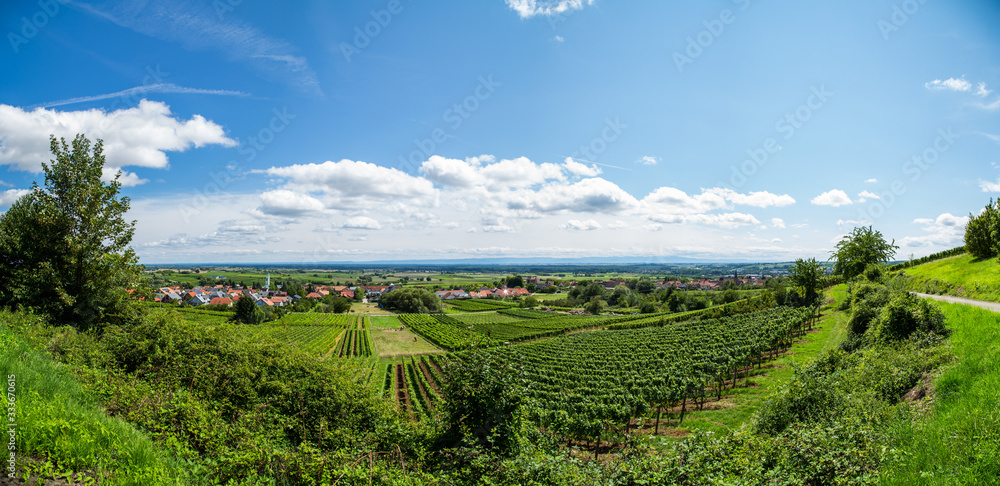 Weinberg Panorama in der Pfalz