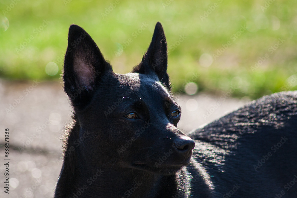 Kleiner schwarzer Hund im Garten Kleiner schwarzer Hund im Garten