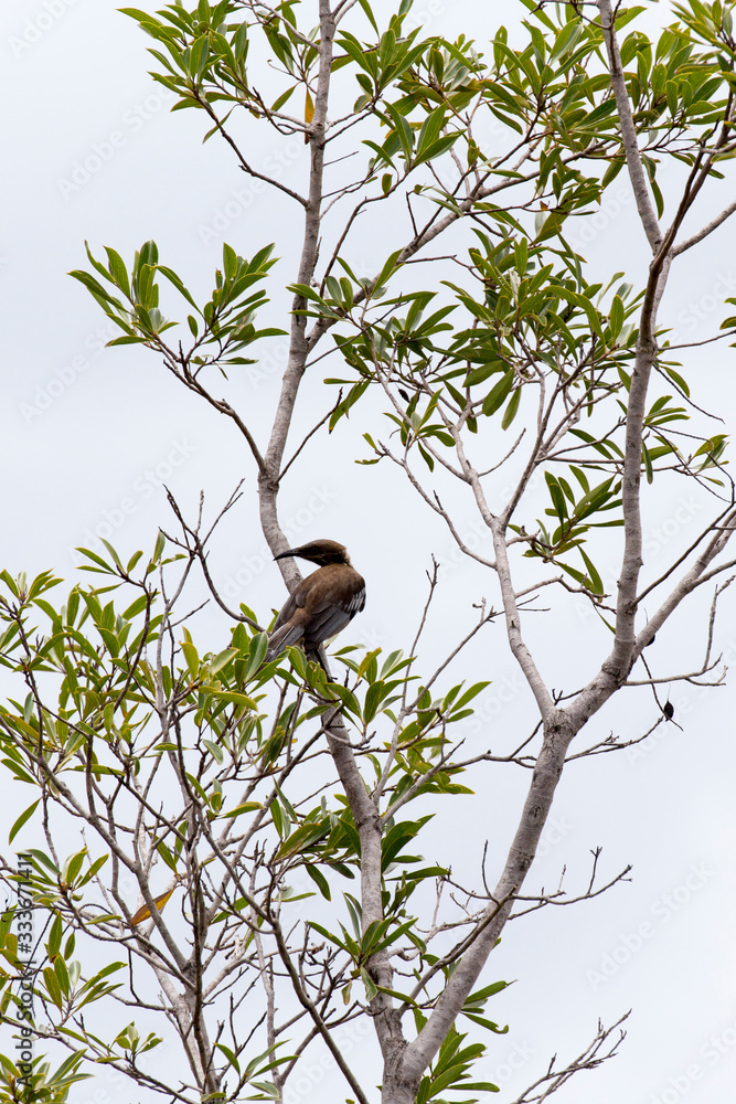 Photo of New Caledonian Friarbird Photo of New Caledonian Friarbird