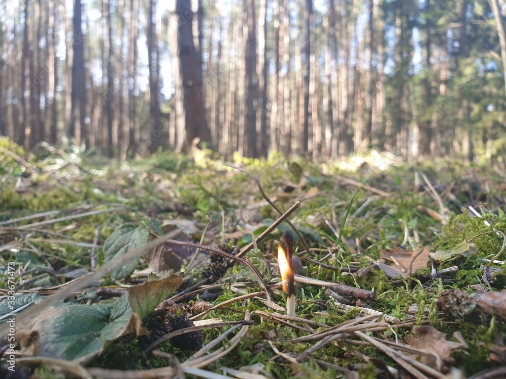 Fire in the forest. The match burns in the forest. Forest fires. Fire in the forest. The match burns in the forest. Forest fires.