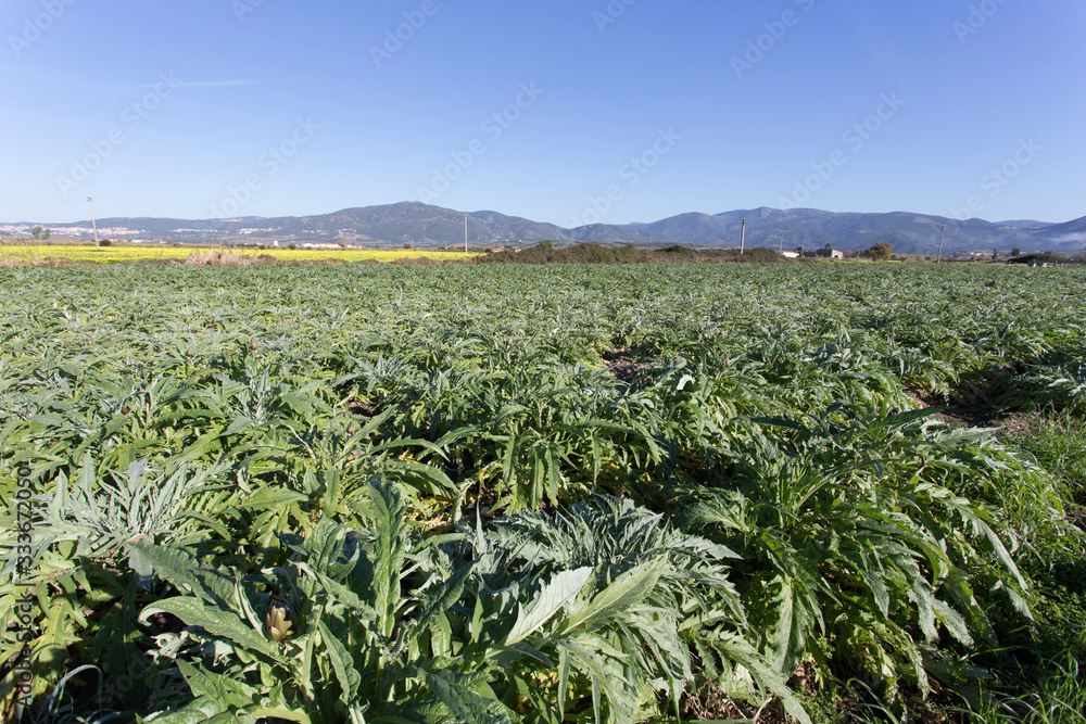 An artichoke plantation in Sardinia An artichoke plantation in Sardinia