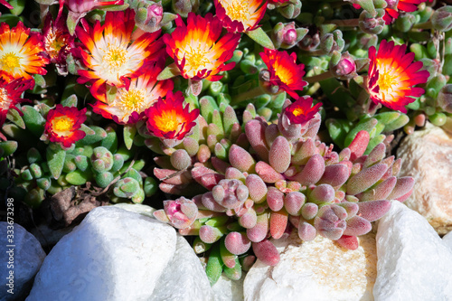 Lampranthus with its orange blossoms open photo