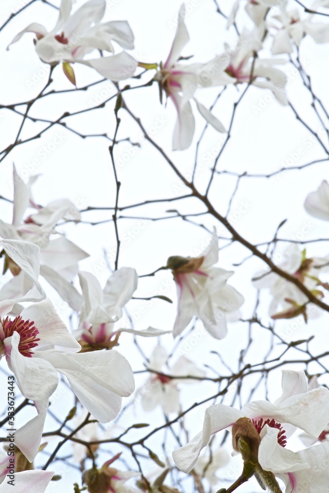 white blooming magnolia sulange in spring garden white blooming magnolia sulange in spring garden