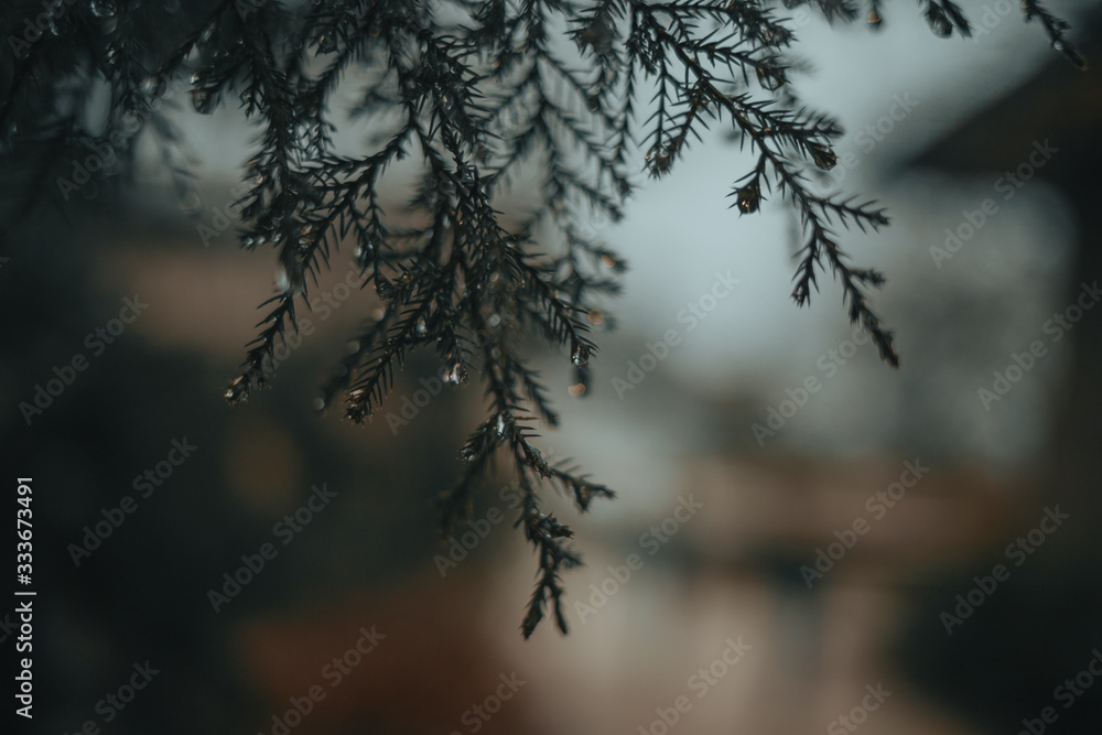 Moody Rain Moody Rain