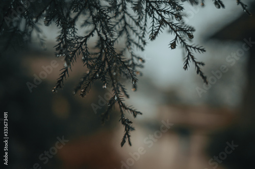 Moody Rain