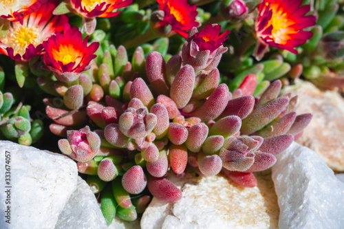 Macro view of the leaves of a Lampranthus spectabilis photo