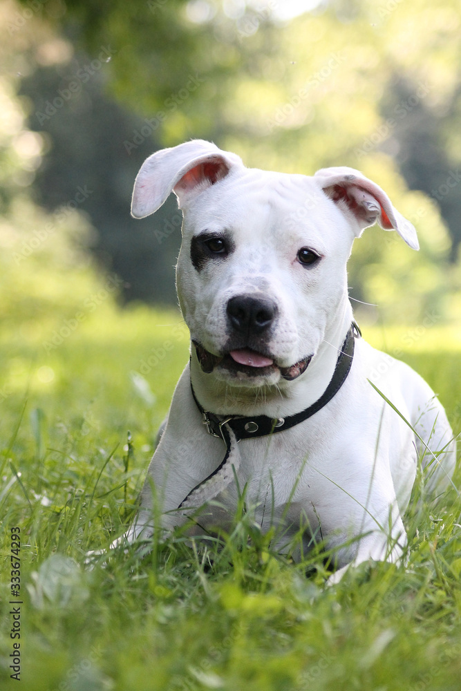 American Staffordshire Terrier outdoor portrait. Amstaff puppy portrait.