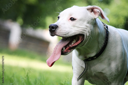 American Staffordshire Terrier outdoor portrait. Amstaff puppy portrait.