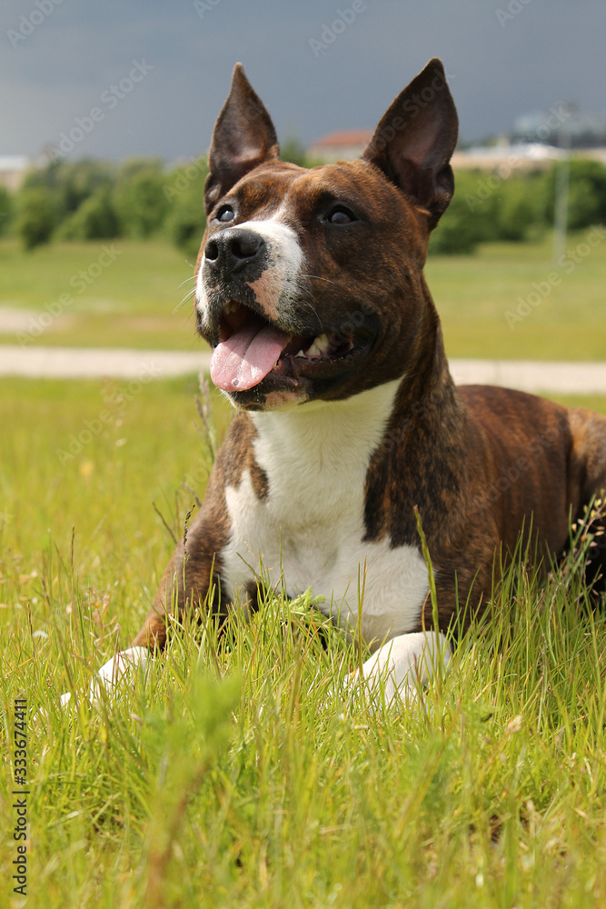 Amstaff dog in the park lie on the grass.