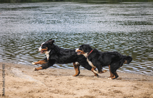 Bernese mountain dogs playing outside in the water and sand. Action photography of dogs.