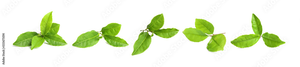 Set of fresh green tea leaves on white background. Banner design - obrazy, fototapety, plakaty 