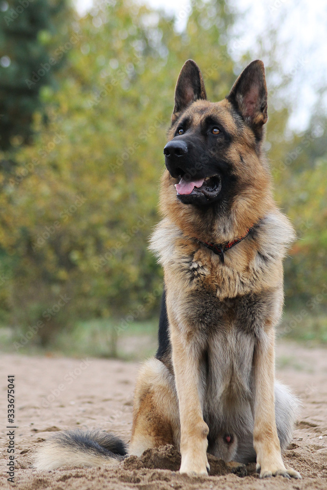 German shepherd dog posing outside in the nature park German shepherd dog posing outside in the nature park