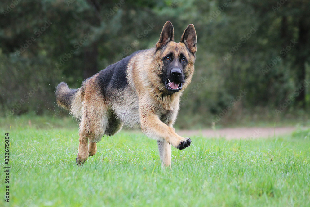German shepherd dog posing outside in the nature park German shepherd dog posing outside in the nature park
