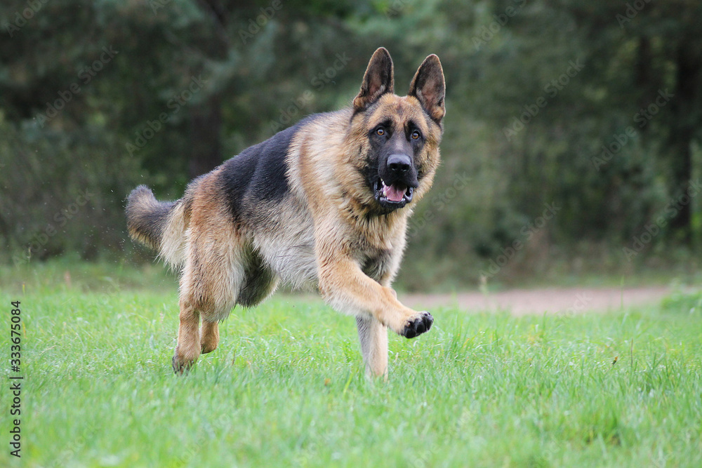 German shepherd dog posing outside in the nature park