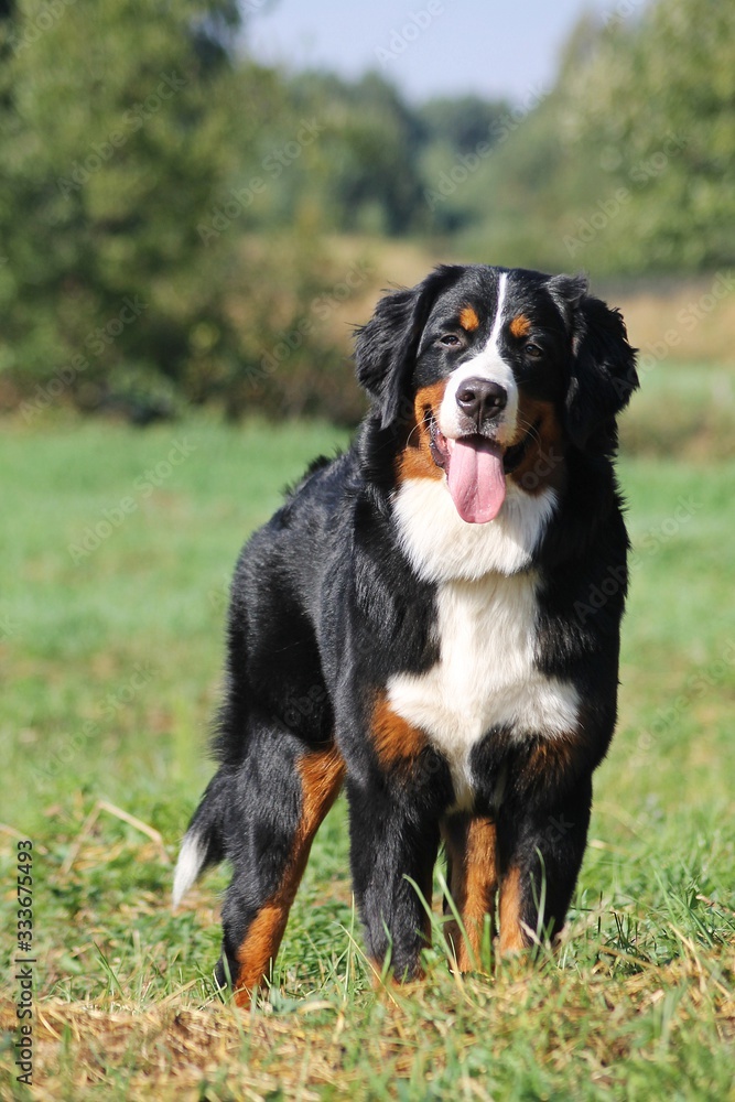 Bernese mountain dog in green park background. Active anf funny bernese.
