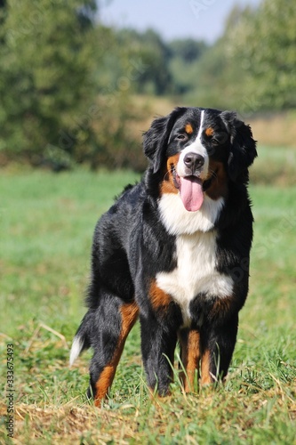 Bernese mountain dog in green park background. Active anf funny bernese. © Evelina
