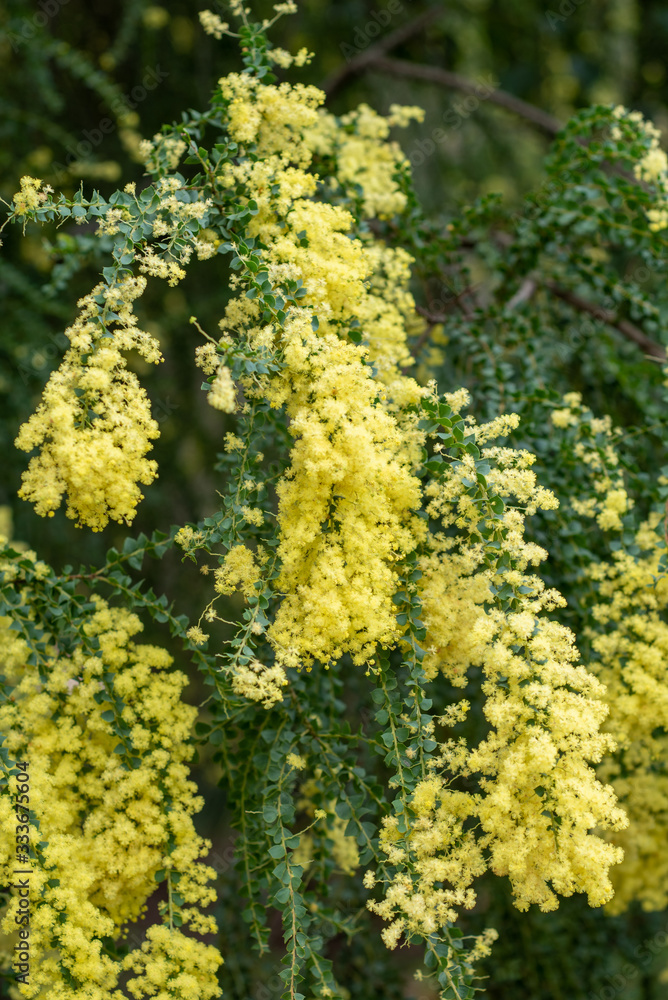 Blooming yellow bush of Acacia pravissima Blooming yellow bush of Acacia pravissima