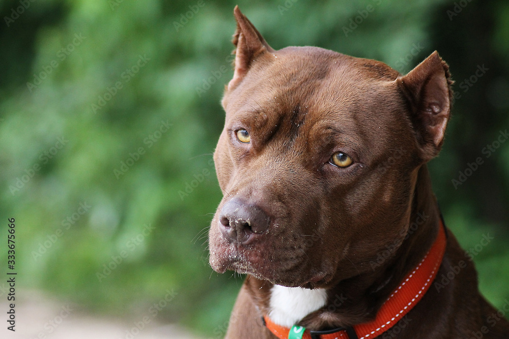 Pitbull terrier dog portrait in the beach. Pitbull terrier dog portrait in the beach.