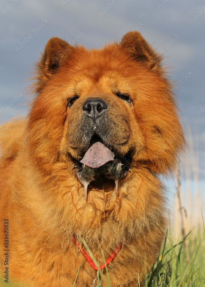 Chow chow dog portrait. Red chow chow.