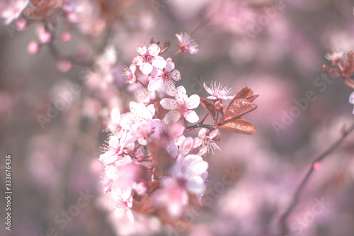 spring flower cherry