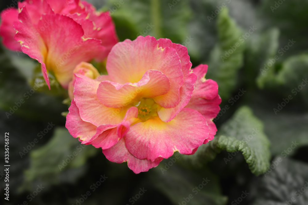 Primrose Girls Delight Primrose Girls Delight