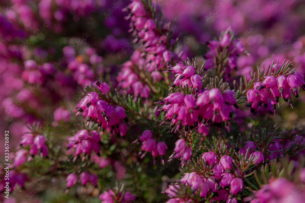 Spring Flowers Colour Plants Nature